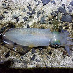 久しぶりの釣行