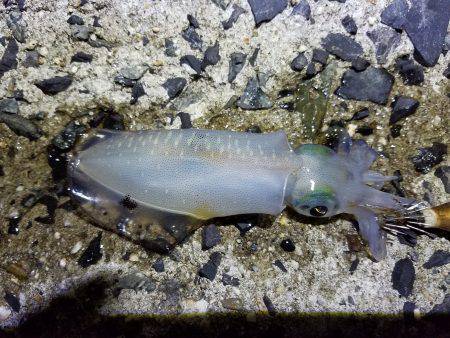 久しぶりの釣行