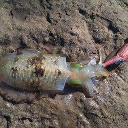 アオリイカ快釣