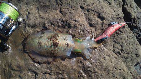 アオリイカ快釣