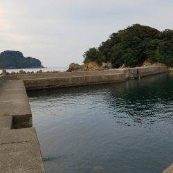 三重県秋イカ調査