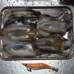 ランガンエギング