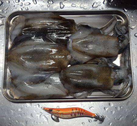 ランガンエギング