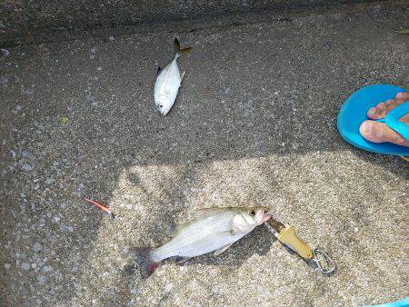 エバ・ヒラスズキ