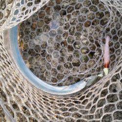 太刀魚爆釣の兆し