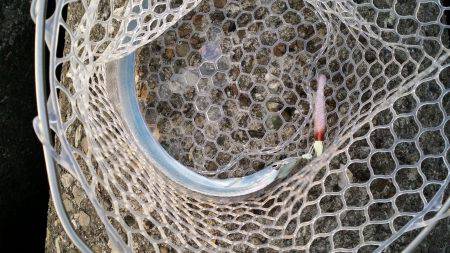 太刀魚爆釣の兆し