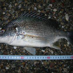 サーフのナイトゲームでデッドスローにキビレがヒット