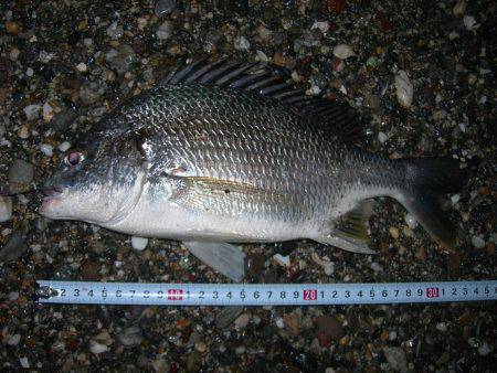 サーフのナイトゲームでデッドスローにキビレがヒット