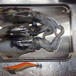 台風後エギング