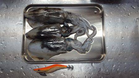 台風後エギング