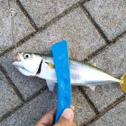 台風明け近場で初タチウオ