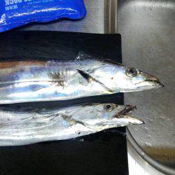 なんとか、タチウオ釣れました。