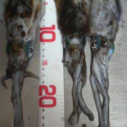 アオリイカ　＜　エギ