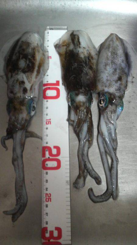 アオリイカ　＜　エギ