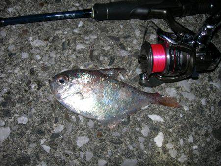 流れの中でアオリイカ、常夜灯周りでミナミハタンポ