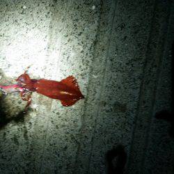 エギング(続報)