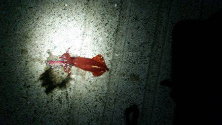 エギング(続報)