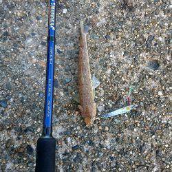 久しぶりのジグ