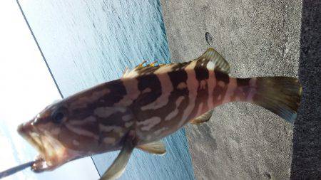 アジングとスーパーライトジギング