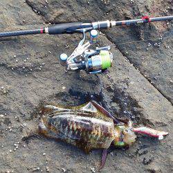 アオリイカいい感じ