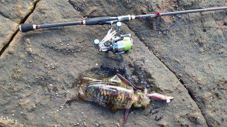 アオリイカいい感じ