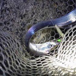 サクッと太刀魚