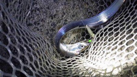 サクッと太刀魚