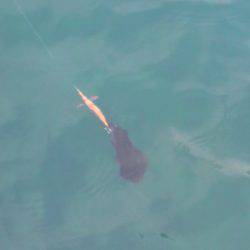 コウちゃんBINGO