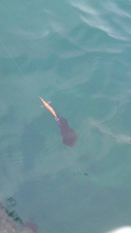 コウちゃんBINGO