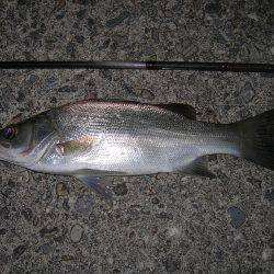 ルアーアクションで誘ったヒラスズキ