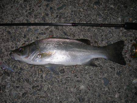 ルアーアクションで誘ったヒラスズキ