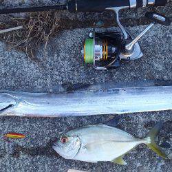 アジング エギング ライトジギング