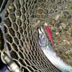 太刀魚は好調です