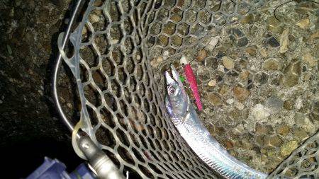 太刀魚は好調です