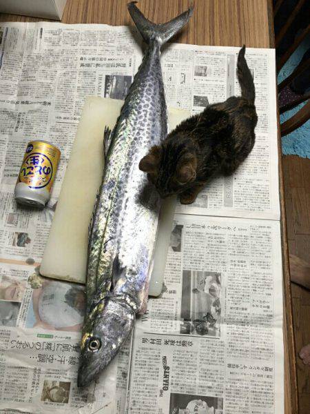 どこもかしこも竿人竿