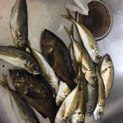 今日アジいるかなぁ