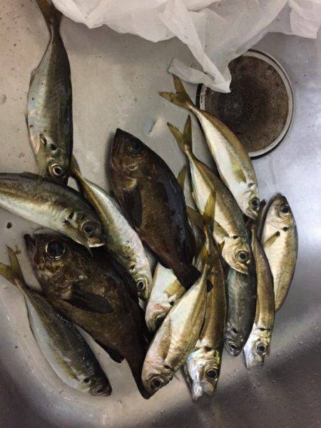 今日アジいるかなぁ