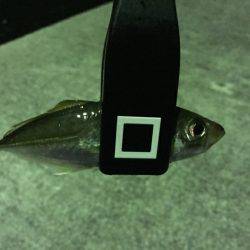 げきしぶアジング