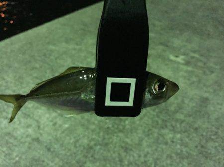 げきしぶアジング