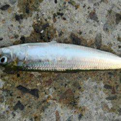 ファミリーフィッシングでGET！！