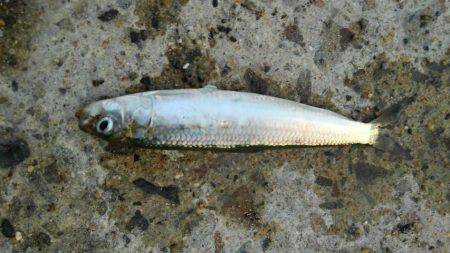 ファミリーフィッシングでGET！！