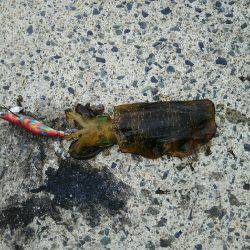 今シーズン初エギング