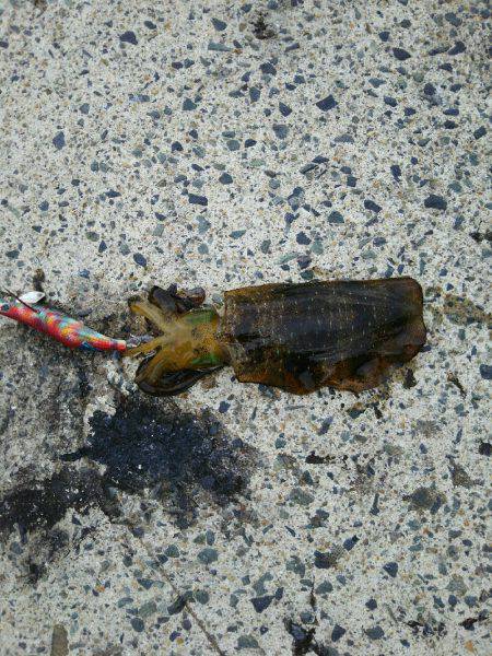 今シーズン初エギング