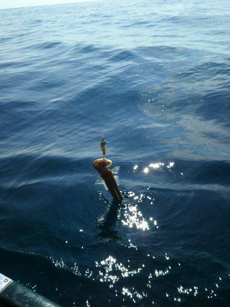 ティップランから心折れてタイラバ