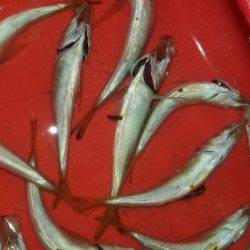 今年初エギング！