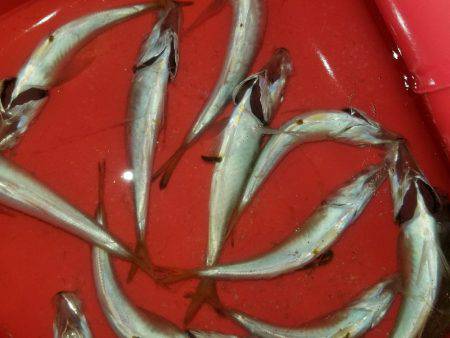 今年初エギング！