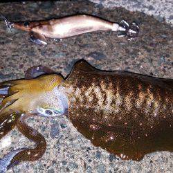 夕方からブラっと