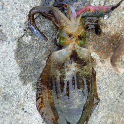 ウキウキエギング釣行♪