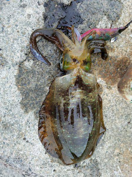 ウキウキエギング釣行♪