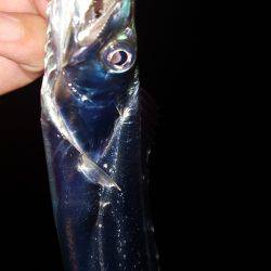 ワインドジャンキー引退します。